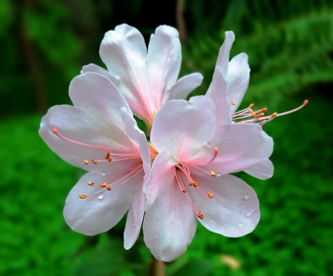 ТОМИЧИ МОГУТ ПОДДЕРЖАТЬ СИБИРСКИЙ БОТАНИЧЕСКИЙ САД В ГОД 140-ЛЕТИЯ И ПРИДУМАТЬ НАЗВАНИЕ УНИКАЛЬНОМУ СОРТУ АЗАЛИЙ