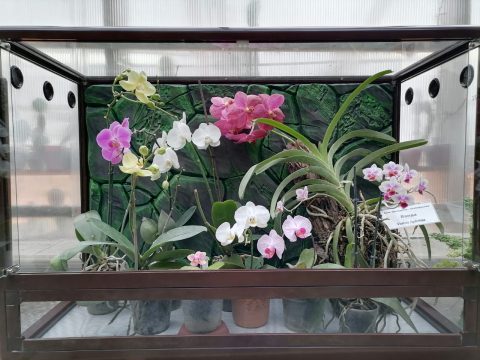 Полмиллиона для развития Ботанического сада