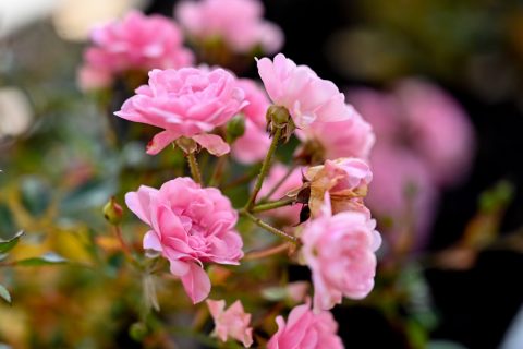 ТГУ получил в подарок на 145-летие розарий в версальском стиле